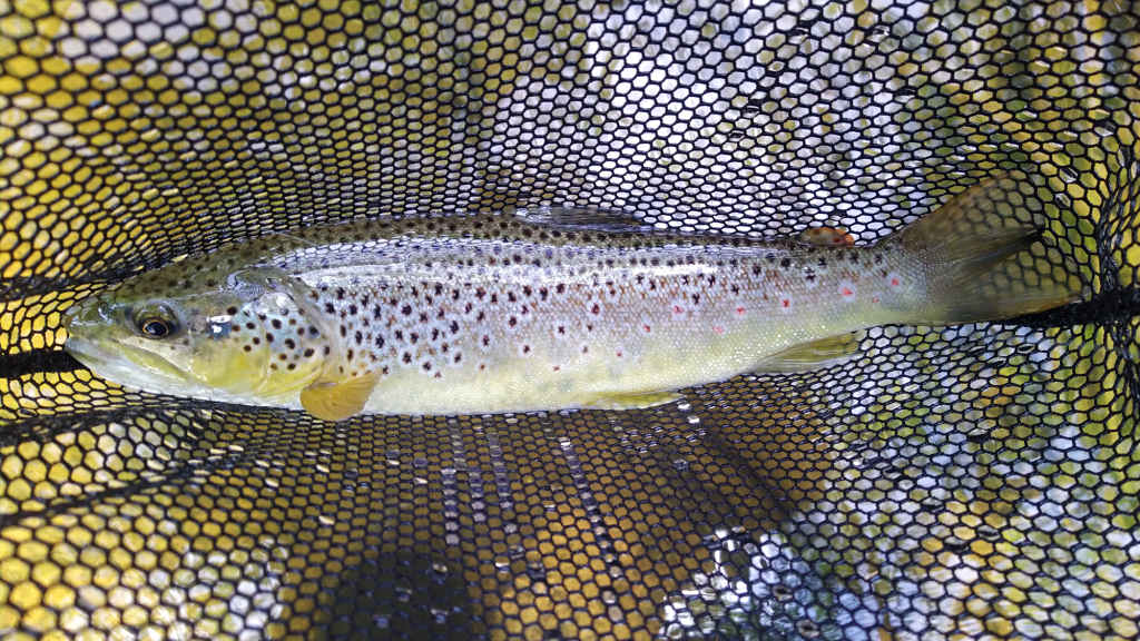 Photo of my first Howkeld Trout